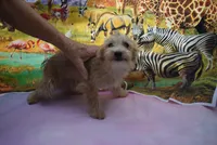 morkie boy, a male Morkie for sale in Jefferson, SC – 5 of 6