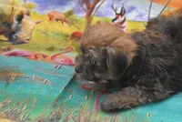 morkie boy two, a male Maltese and Yorkshire Terrier for sale in Jefferson, SC – 2 of 3