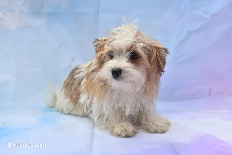biewer lover – Biewer puppy for sale in Jefferson, SC