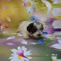 biewer lover, a male Biewer for sale in Jefferson, SC – Photo 1 of 2