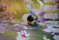 biewer  boy 2, a male Biewer for sale in Jefferson, SC – Photo 1 of 2