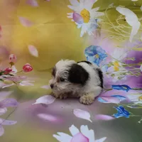 biewer lover, a male Biewer for sale in Jefferson, SC – Photo 2 of 2