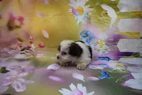 biewer  boy 2, a male Biewer for sale in Jefferson, SC – Photo 2 of 2