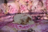 biewer lover, a male Biewer for sale in Jefferson, SC – Photo 2 of 3