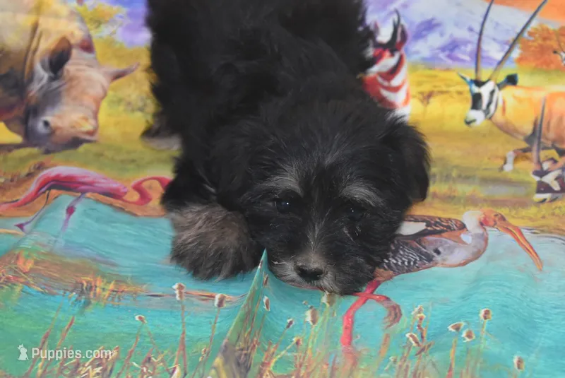 yorkie boy 1 – Yorkshire Terrier puppy for sale in Jefferson, SC