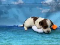 processed/9d698ea5-f7b1-460b-946e-659822f40217/listing/3c805084-4d3c-42f1-ab8d-c209e21a4519/069cc87f-27c4-469e-b7b3-661b50e3782a