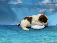 processed/9d698ea5-f7b1-460b-946e-659822f40217/listing/3c805084-4d3c-42f1-ab8d-c209e21a4519/5c0ea40a-dd5f-4f37-b857-ce2d1f5aa2d8