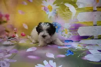 pure love boy, a male Biewer for sale in Jefferson, SC – Photo 3 of 3