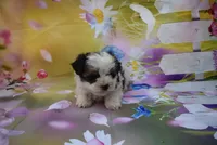 pure love boy, a male Biewer for sale in Jefferson, SC – Photo 1 of 3