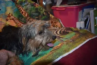 happy boy, a male Yorkshire Terrier for sale in Jefferson, SC – 4 of 5