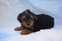 beauty boy, a male Yorkshire Terrier for sale in Jefferson, SC – 3 of 5