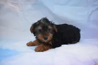 beauty boy, a male Yorkshire Terrier for sale in Jefferson, SC – 1 of 5