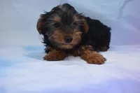 beauty boy, a male Yorkshire Terrier for sale in Jefferson, SC – 2 of 5