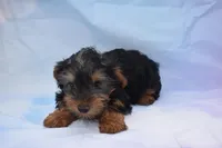 beauty boy, a male Yorkshire Terrier for sale in Jefferson, SC – 4 of 5