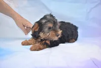 beauty boy, a male Yorkshire Terrier for sale in Jefferson, SC – 5 of 5