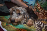 happy boy, a male Yorkshire Terrier for sale in Jefferson, SC – 2 of 5