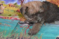 morkie boy two, a male Maltese and Yorkshire Terrier for sale in Jefferson, SC – 3 of 3