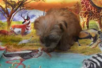 Little morkie, a male Maltese and Yorkshire Terrier for sale in Jefferson, SC – 3 of 3