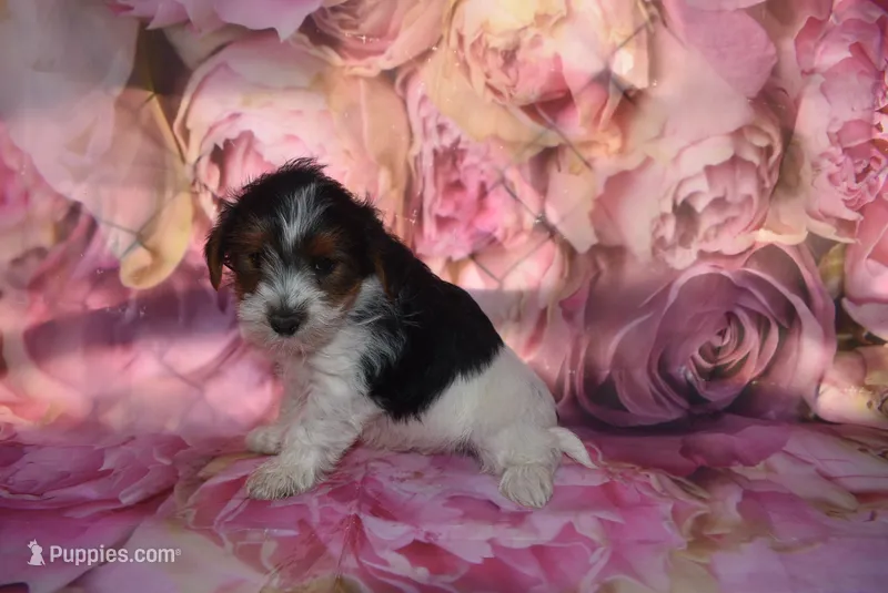 tricolor boy – Biewer puppy for sale in Jefferson, SC
