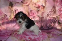 tricolor boy, a male Biewer for sale in Jefferson, SC – 1 of 2