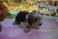 tricolor boy, a male Biewer for sale in Jefferson, SC – 4 of 5