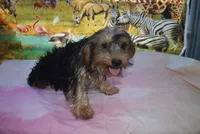 beauty boy, a male Yorkshire Terrier for sale in Jefferson, SC – 6 of 8