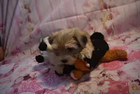 sable girl, a female Morkie for sale in Jefferson, SC – Photo 2 of 2