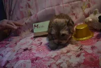sable girl, a female Morkie for sale in Jefferson, SC – Photo 1 of 2