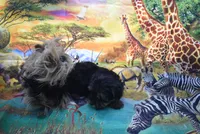 little baby one , a male Yorkshire Terrier for sale in Jefferson, SC – 3 of 3