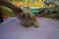 tiny tiny, a male Biewer for sale in Jefferson, SC – 8 of 9