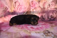 3-21 baby, a male Yorkshire Terrier for sale in Jefferson, SC – Photo 2 of 2