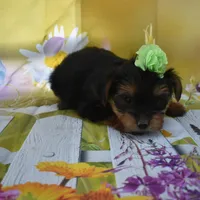3-31 baby, a male Yorkshire Terrier for sale in Jefferson, SC – Photo 1 of 2