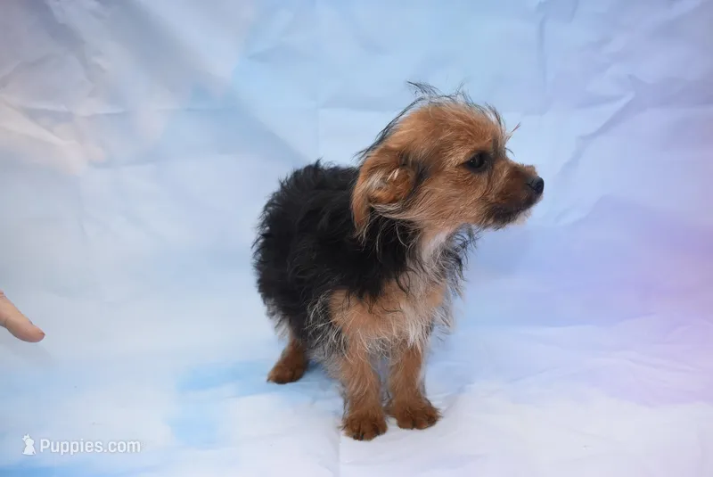  baby boy – Yorkshire Terrier puppy for sale in Jefferson, SC