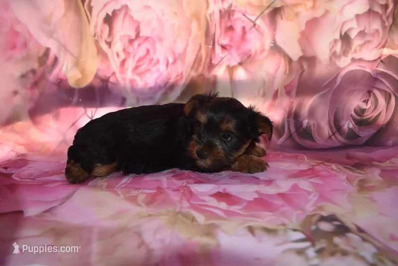 3-21 baby – Yorkshire Terrier puppy for sale in Jefferson, SC