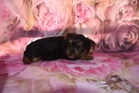 3-21 baby, a male Yorkshire Terrier for sale in Jefferson, SC – Photo 1 of 2
