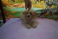 tiny tiny, a male Biewer for sale in Jefferson, SC – 7 of 9