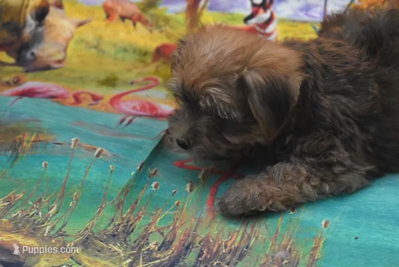 morkie boy two – Maltese, Yorkshire Terrier puppy for sale in Jefferson, SC
