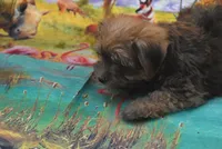 morkie boy two, a male Maltese and Yorkshire Terrier for sale in Jefferson, SC – 1 of 3