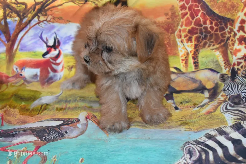 Little morkie – Maltese, Yorkshire Terrier puppy for sale in Jefferson, SC