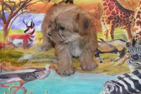 Little morkie, a male Maltese and Yorkshire Terrier for sale in Jefferson, SC – 1 of 3