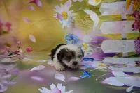 clarence denzer, a male Biewer for sale in Jefferson, SC – Photo 3 of 3