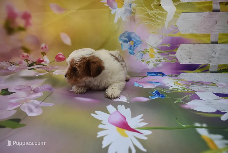 bestest boy – Biewer puppy for sale in Jefferson, SC