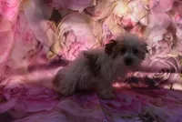 bestest boy, a male Biewer for sale in Jefferson, SC – Photo 3 of 3