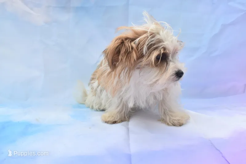 bestest boy – Biewer puppy for sale in Jefferson, SC