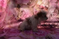 bestest boy, a male Biewer for sale in Jefferson, SC – Photo 2 of 3