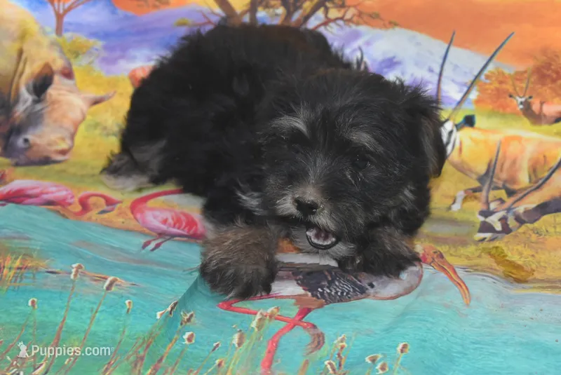 yorkie sweet girl l – Yorkshire Terrier puppy for sale in Jefferson, SC