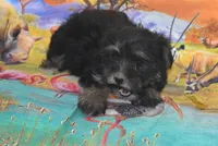 yorkie sweet girl l, a female Yorkshire Terrier for sale in Jefferson, SC – 1 of 3