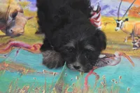 yorkie sweet girl l, a female Yorkshire Terrier for sale in Jefferson, SC – 3 of 3