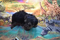 little baby one , a male Yorkshire Terrier for sale in Jefferson, SC – 2 of 3