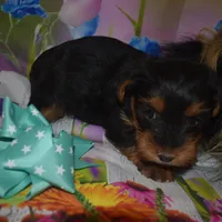 3-21 boy, a male Yorkshire Terrier for sale in Jefferson, SC – Photo 2 of 3